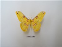 藏品(黃豹天蠶蛾)的圖片